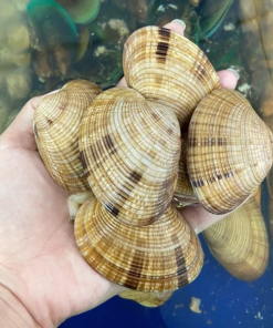 Ngao Chọt (Sống)